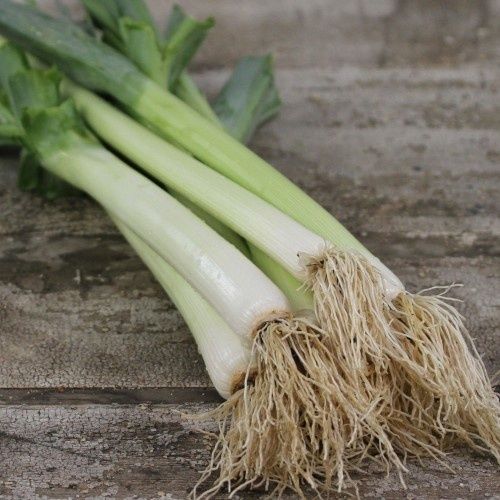 Leek Vegetable Seeds - Bulgarian Giant | 250 Seeds in Pictorial Packet With Growing Instructions | Always Dispatched Next Business Day