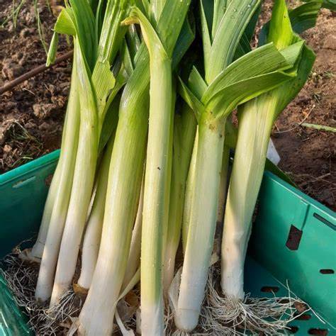 Leek Vegetable Seeds - Bulgarian Giant | 250 Seeds in Pictorial Packet With Growing Instructions | Always Dispatched Next Business Day