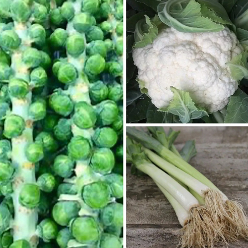 Cauliflower, Brussels Sprouts, Leek Seeds Bundle | 150 Vegetable Seeds in Separate Pictorial Packets With Growing Instructions | Always Dispatched Next Business Day