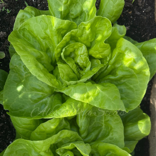 Butterhead All Year Round Heritage Lettuce Seeds |  1200 seeds in Picture Packet With Growing Instructions | Always Dispatched Next Business Day