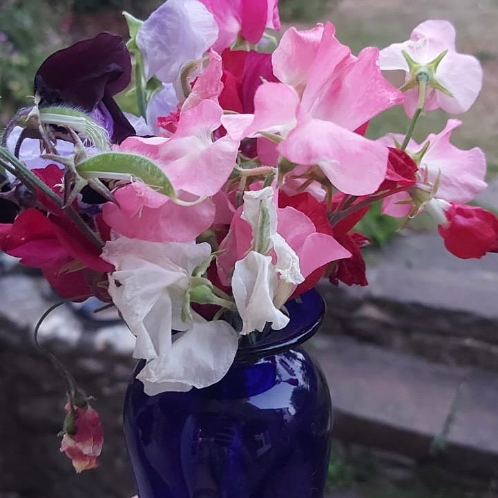 Sweet Pea Seeds | Mixed Fragrances | Sweet Peas in Pictorial Packet | Always Dispatched Next Business Day