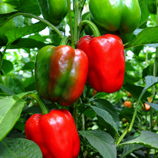 California Wonder Heritage Bell Pepper Seeds | 25 Premium Seeds in Pictorial Packet With Growing Instructions | Always Dispatched Next Business Day