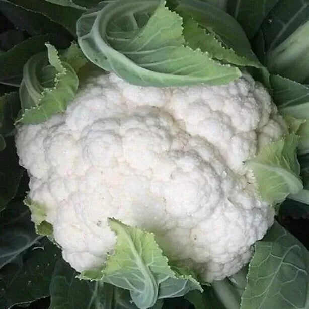 Cauliflower, Brussels Sprouts, Leek Seeds Bundle | 150 Vegetable Seeds in Separate Pictorial Packets With Growing Instructions | Always Dispatched Next Business Day