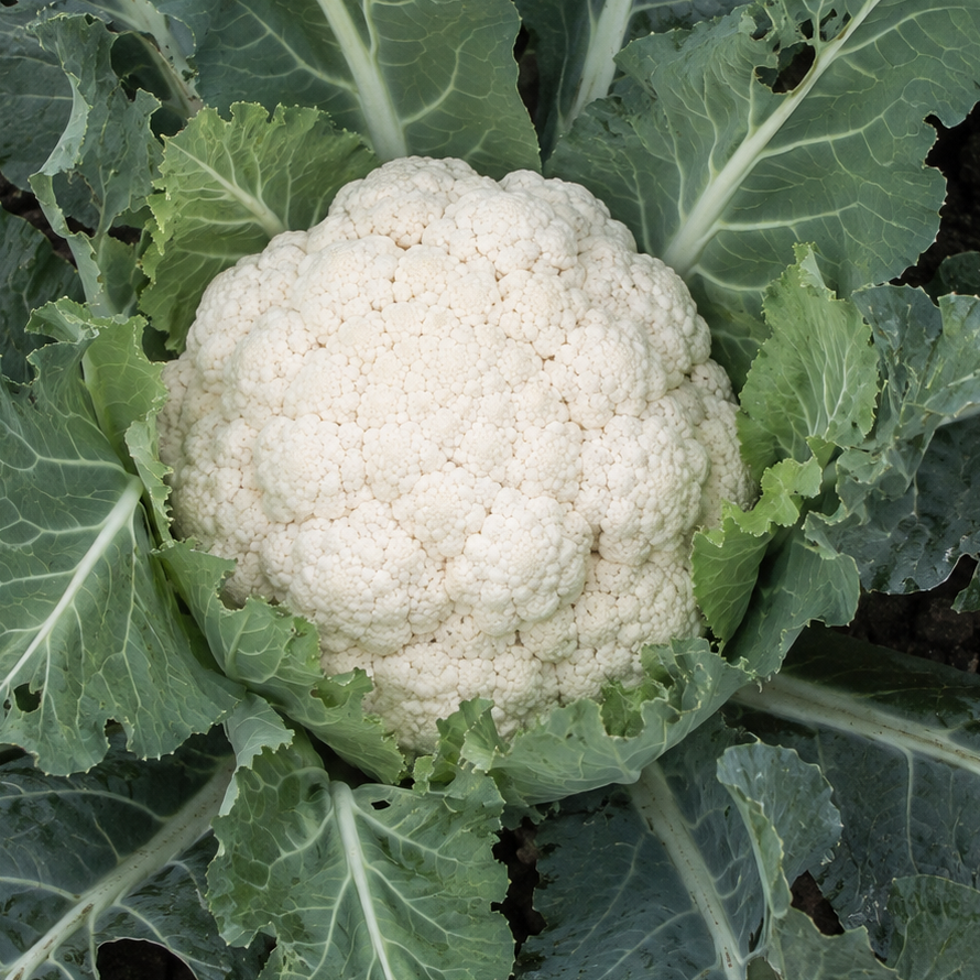 Cauliflower Seeds 'All Year Round' | Hardy Vegetable, Large Heads | 250 Seeds in Pictorial Packet With Growing Instructions | Always Dispatched Next Business Day