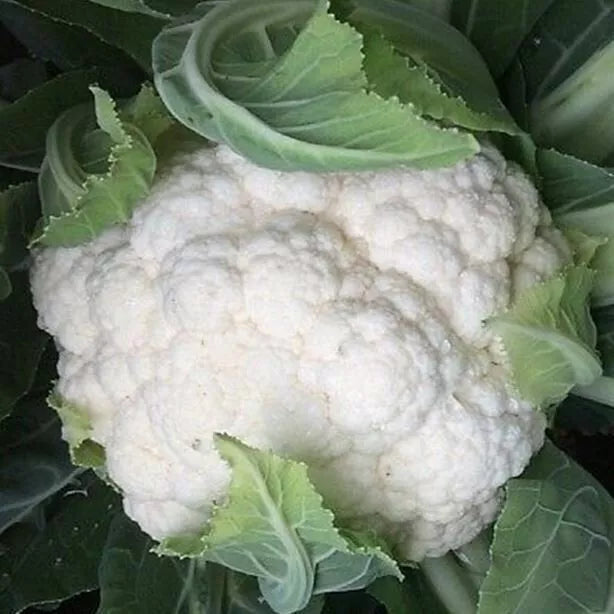 Cauliflower Seeds 'All Year Round' | Hardy Vegetable, Large Heads | 250 Seeds in Pictorial Packet With Growing Instructions | Always Dispatched Next Business Day