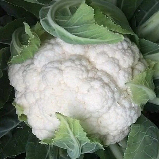 Cauliflower Seeds 'All Year Round' | Hardy Vegetable, Large Heads | 250 Seeds in Pictorial Packet With Growing Instructions | Always Dispatched Next Business Day