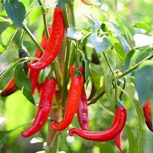 Cayenne Hot Pepper Seeds | Capsicum Chilli Chili Chile Pepper | 10 Premium Seeds in Pictorial Packet With Growing Instructions | Always Next Business Day Dispatch