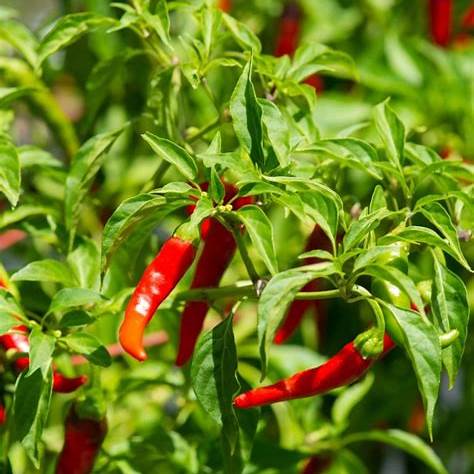 Cayenne Hot Pepper Seeds | Capsicum Chilli Chili Chile Pepper | 10 Premium Seeds in Pictorial Packet With Growing Instructions | Always Next Business Day Dispatch