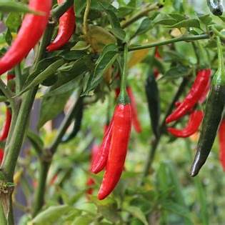 Cayenne Hot Pepper Seeds | Capsicum Chilli Chili Chile Pepper | 10 Premium Seeds in Pictorial Packet With Growing Instructions | Always Next Business Day Dispatch