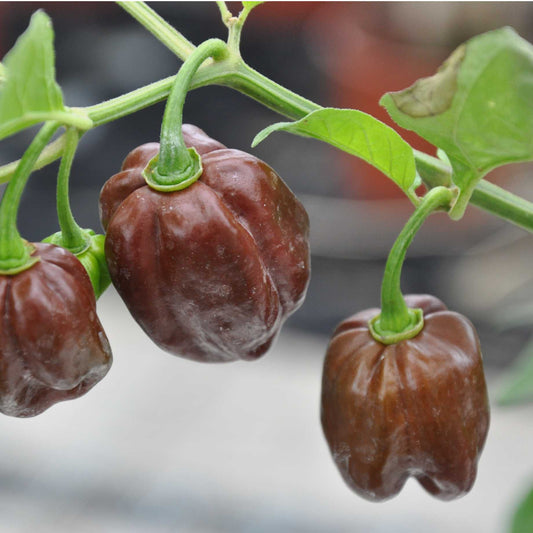 Chocolate Habanero Chilli Seeds (Hot Heritage Variety) – 10 Premium Seeds in Pictorial Packet With Growing Instructions | Always Dispatched Next Business Day