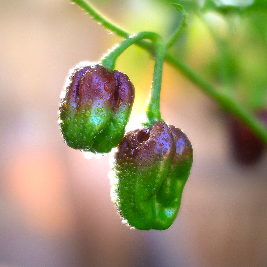 Chocolate Habanero Chilli Seeds (Hot Heritage Variety) – 10 Premium Seeds in Pictorial Packet With Growing Instructions | Always Dispatched Next Business Day