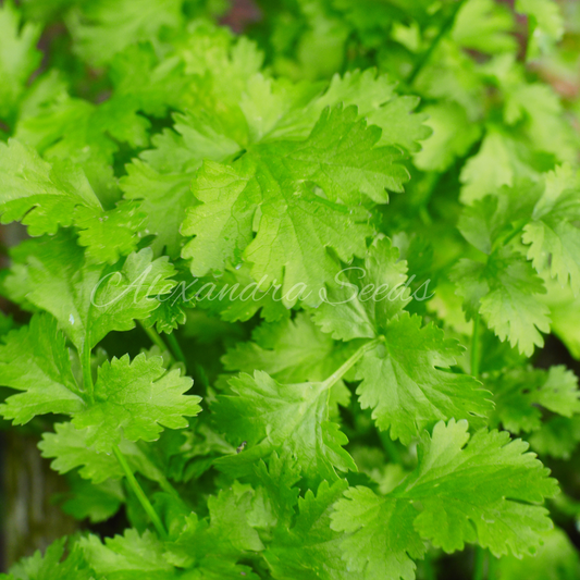 Coriander, Cilantro Herb Seeds for Germination | 230 Seeds in Pictorial Packet With Growing Instructions | Always Next Business Day Dispatch