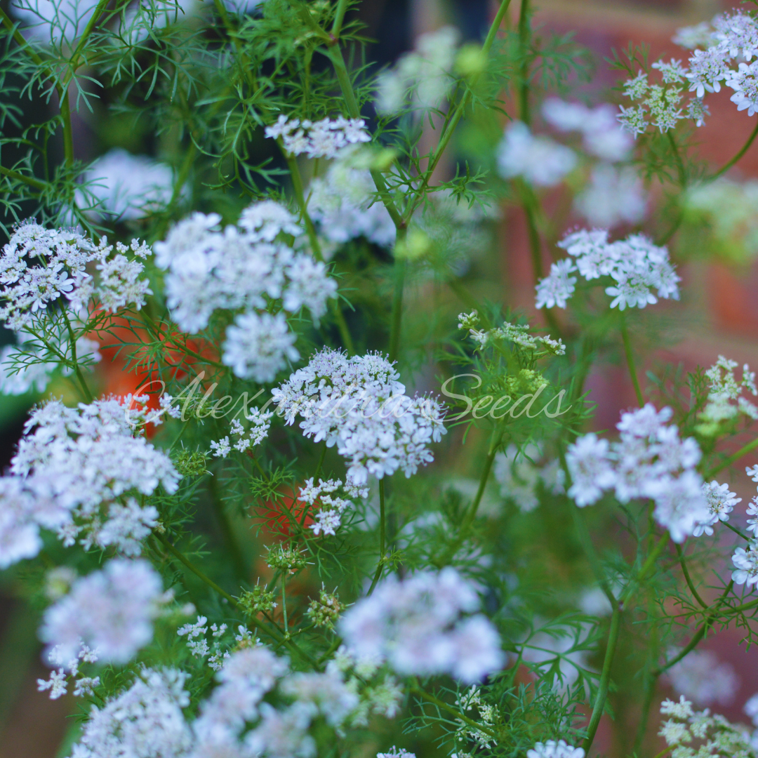 Coriander, Cilantro Herb Seeds for Germination | 230 Seeds in Pictorial Packet With Growing Instructions | Always Next Business Day Dispatch