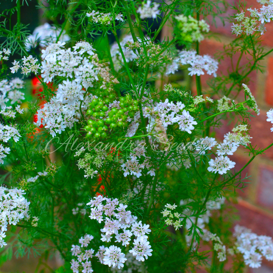 Coriander, Cilantro Herb Seeds for Germination | 230 Seeds in Pictorial Packet With Growing Instructions | Always Next Business Day Dispatch