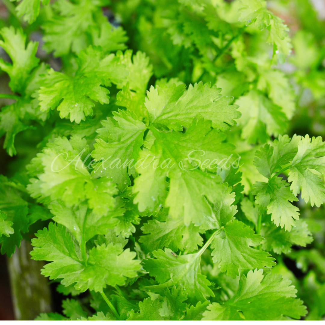 Coriander Cilantro Seeds | 1000 Herb Seeds in Pictorial Packet With Growing Instructions | Always Dispatched Next Business Day