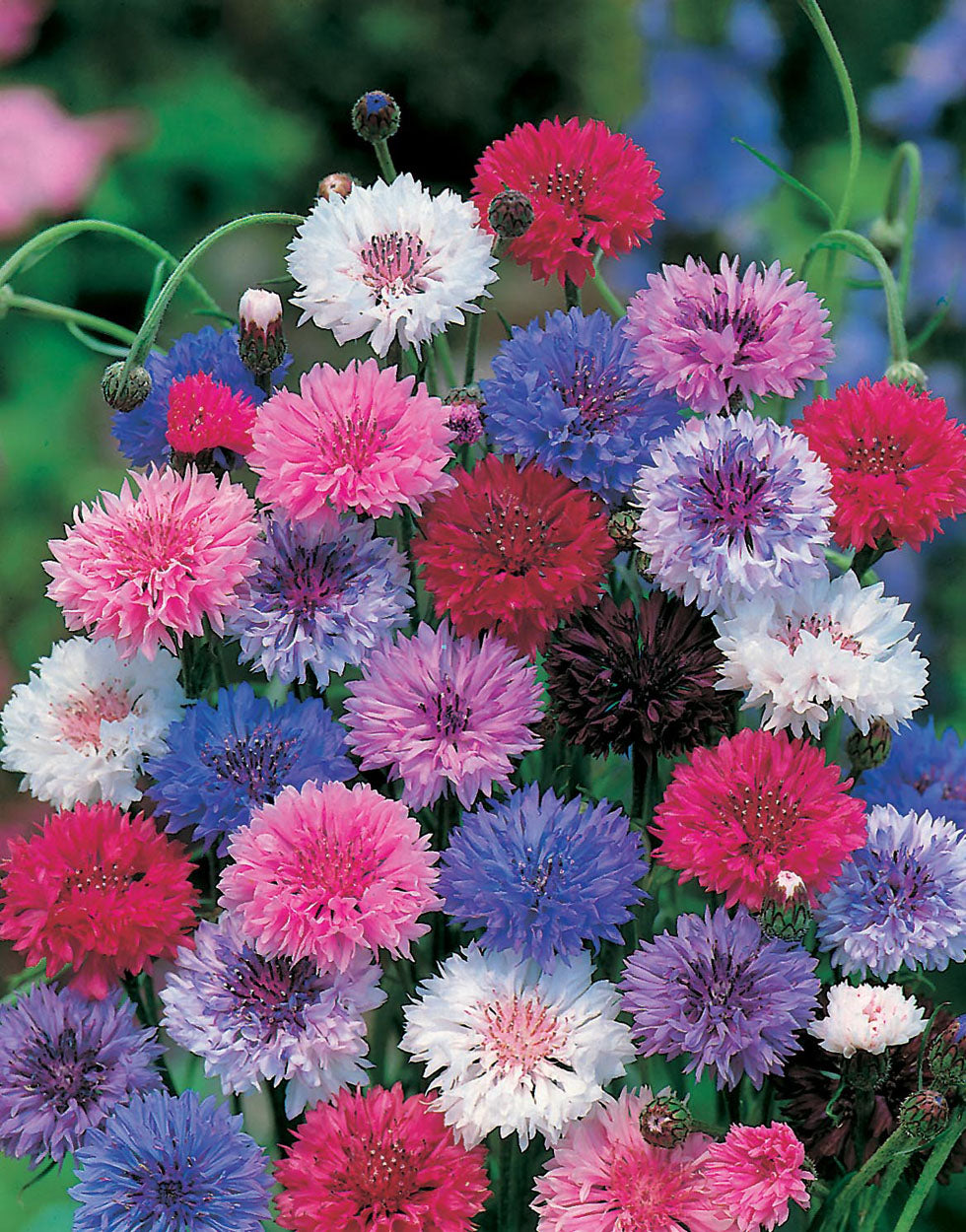 Cornflower Seeds - Wildflowers | 200 Special Mixed Cornflower Wildflower Seeds in Pictorial Packet With Growing Instructions | Always Dispatched Next Business Day