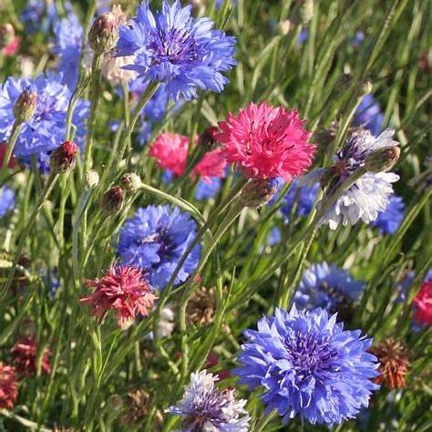 Cornflower Seeds - Wildflowers | 200 Special Mixed Cornflower Wildflower Seeds in Pictorial Packet With Growing Instructions | Always Dispatched Next Business Day