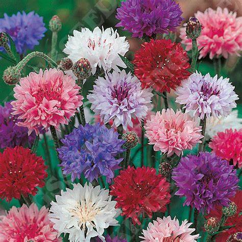 Cornflower Seeds - Wildflowers | 200 Special Mixed Cornflower Wildflower Seeds in Pictorial Packet With Growing Instructions | Always Dispatched Next Business Day