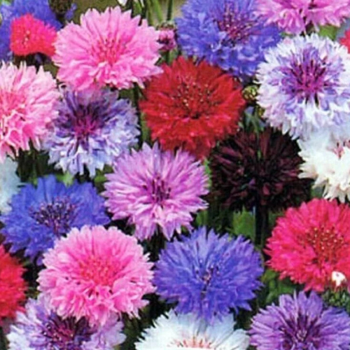 Cornflower Seeds - Wildflowers | 200 Special Mixed Cornflower Wildflower Seeds in Pictorial Packet With Growing Instructions | Always Dispatched Next Business Day