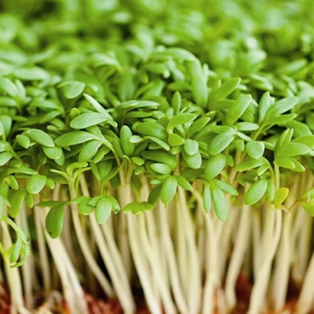Cress Seeds Great for Children, Salads, Schools, or Green Manure | 2100 Seeds in Pictorial Packet With Growing Instructions | Always Dispatched Next Business Day