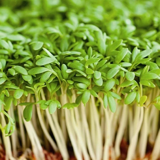 Cress Seeds Great for Children, Salads, Schools, or Green Manure | 2100 Seeds in Pictorial Packet With Growing Instructions | Always Dispatched Next Business Day