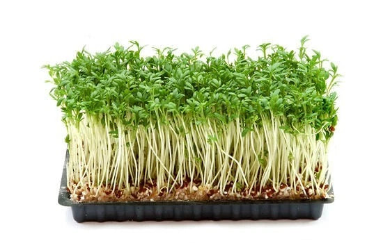 Cress Seeds Great for Children, Salads, Schools, or Green Manure | 2100 Seeds in Pictorial Packet With Growing Instructions | Always Dispatched Next Business Day