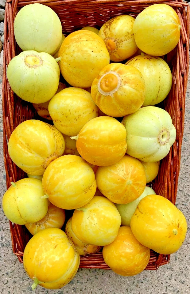 Cucumber Crystal Lemon Heritage Seeds | 15 Heirloom Seeds in Pictorial Pack With Growing Instructions | Always Dispatched Next Business Day