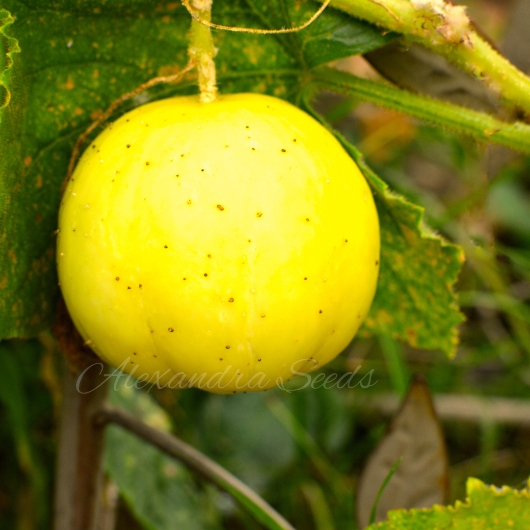 Cucumber Crystal Lemon Heritage Seeds | 15 Heirloom Seeds in Pictorial Pack With Growing Instructions | Always Dispatched Next Business Day