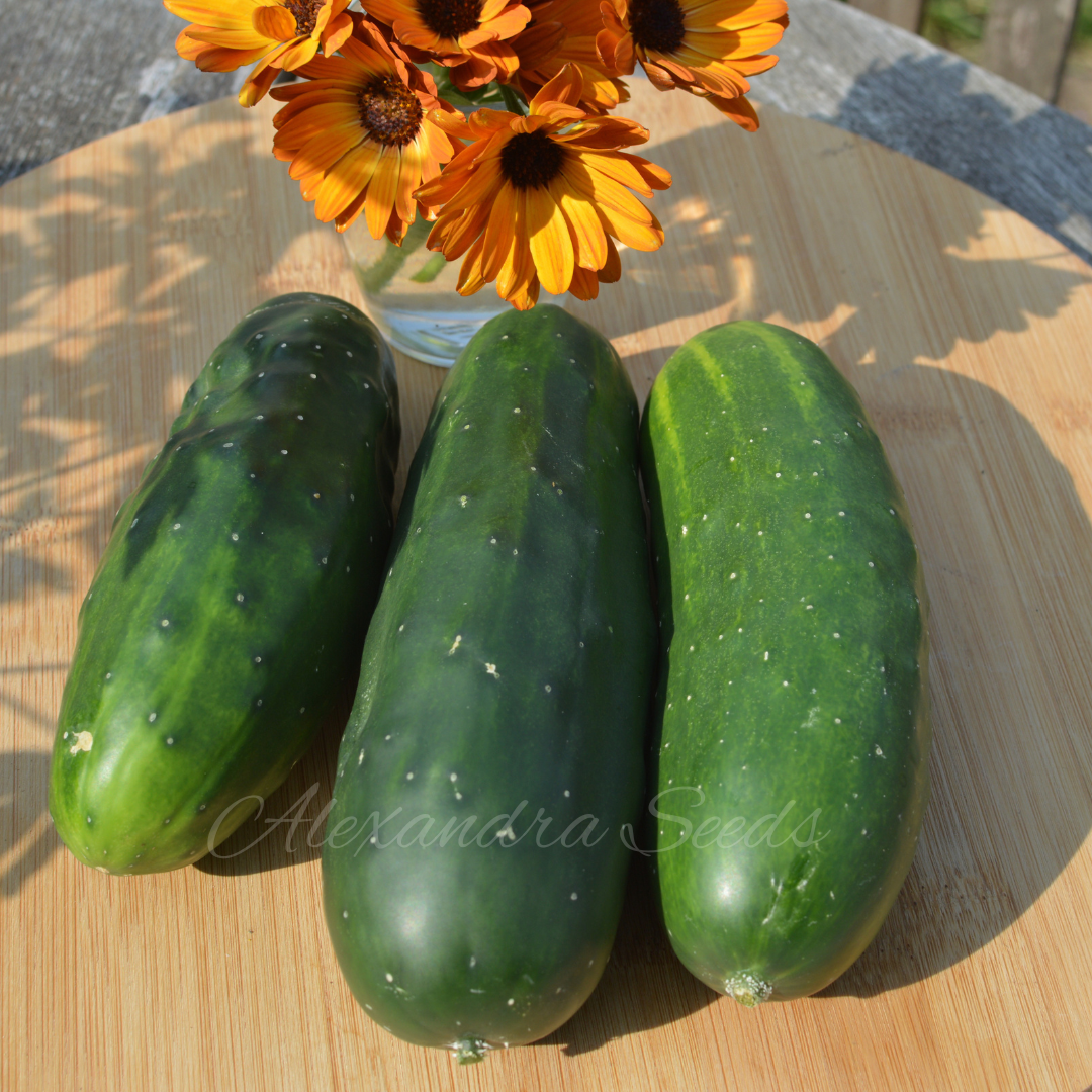 Cucumber Marketmore Seeds Outdoor Variety | 35 Seeds in Pictorial Packet With Growing Instructions | Always Dispatched Next Business Day