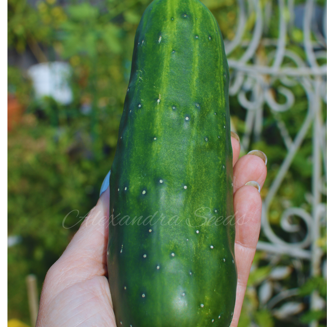 Cucumber Marketmore Seeds Outdoor Variety | 35 Seeds in Pictorial Packet With Growing Instructions | Always Dispatched Next Business Day