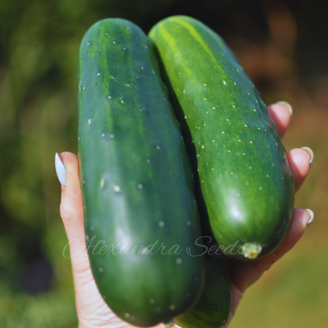 Cucumber Marketmore Seeds Outdoor Variety | 35 Seeds in Pictorial Packet With Growing Instructions | Always Dispatched Next Business Day