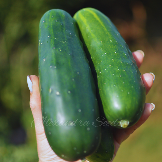 Cucumber Marketmore Seeds Outdoor Variety | 35 Seeds in Pictorial Packet With Growing Instructions | Always Dispatched Next Business Day
