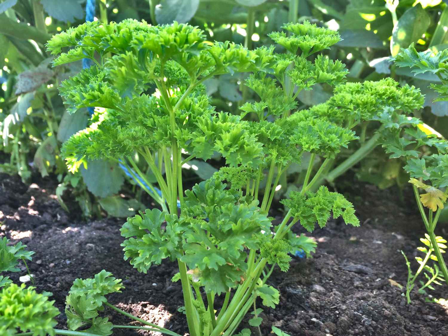 Organic Italian Triple Moss Curled Parsley Seeds | 500 Curly Parsley Herb Seeds in Pictorial Packet With Growing Instructions | Always Dispatched Next Business Day