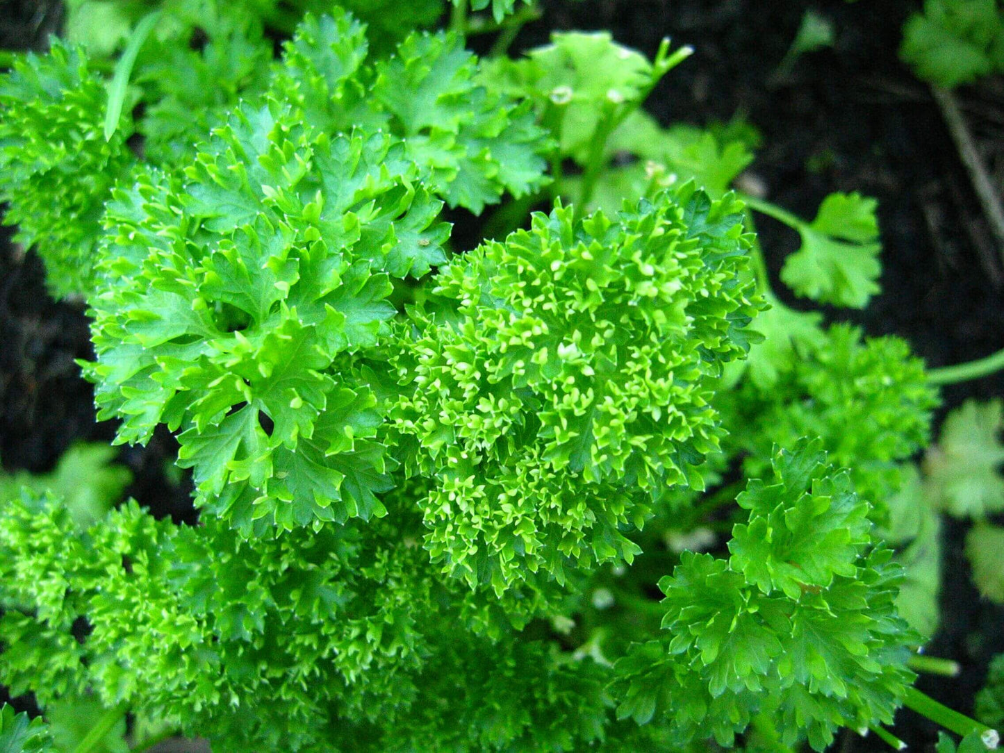 Organic Italian Triple Moss Curled Parsley Seeds | 500 Curly Parsley Herb Seeds in Pictorial Packet With Growing Instructions | Always Dispatched Next Business Day