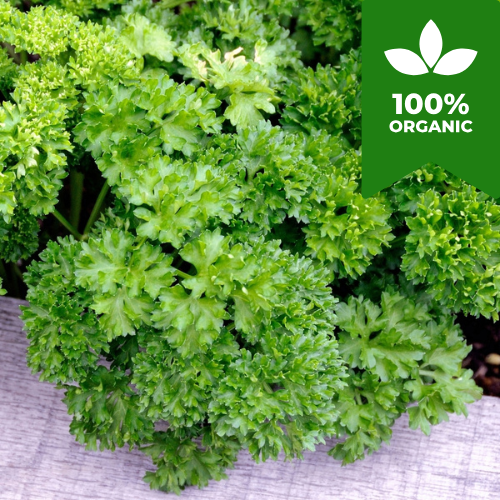 Organic Herb Salad Seeds Bundle | Basil, Baby Leaf, Parsley, Lollo Rossa, Wild Rocket | 3500 Seeds in Six Pictorial Packets With Growing Instructions | Always Dispatched Next Business Day