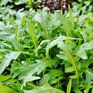 Rocket, Arugula Salad Seeds | Kitchen Garden Herb | 2000 seeds in Pictorial Packet With Growing Instructions | Always Dispatched Next Business Day & Free Shipping