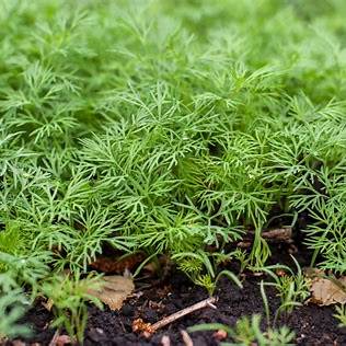 Dill Herb Seeds | Easy to Grow | 1500 Seeds in Pictorial Packet With Growing Instructions | Always Dispatched Next Business Day