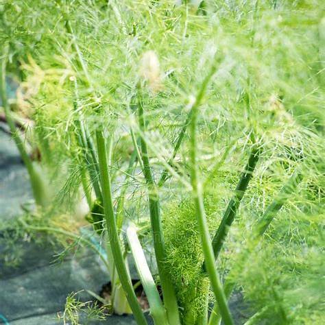 Dill Herb Seeds | Easy to Grow | 1500 Seeds in Pictorial Packet With Growing Instructions | Always Dispatched Next Business Day