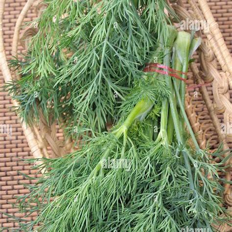 Dill Herb Seeds | Easy to Grow | 1500 Seeds in Pictorial Packet With Growing Instructions | Always Dispatched Next Business Day