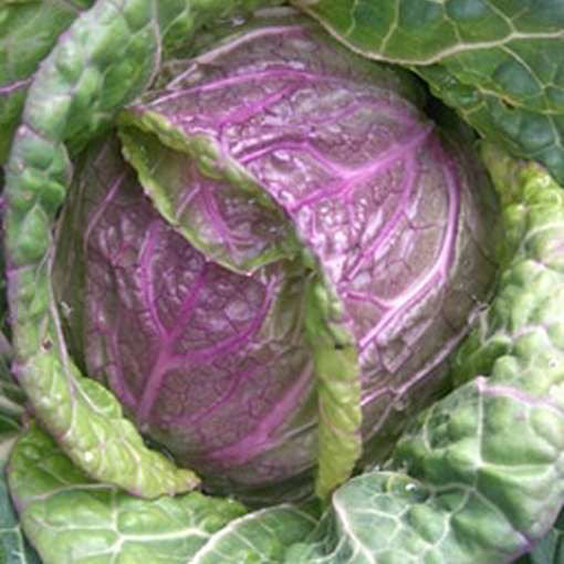 Savoy Cabbage Seeds - Heritage Violaceo Di Verona | 100 Seeds in Pictorial Packet With Growing Instructions | Always Dispatched Next Business Day