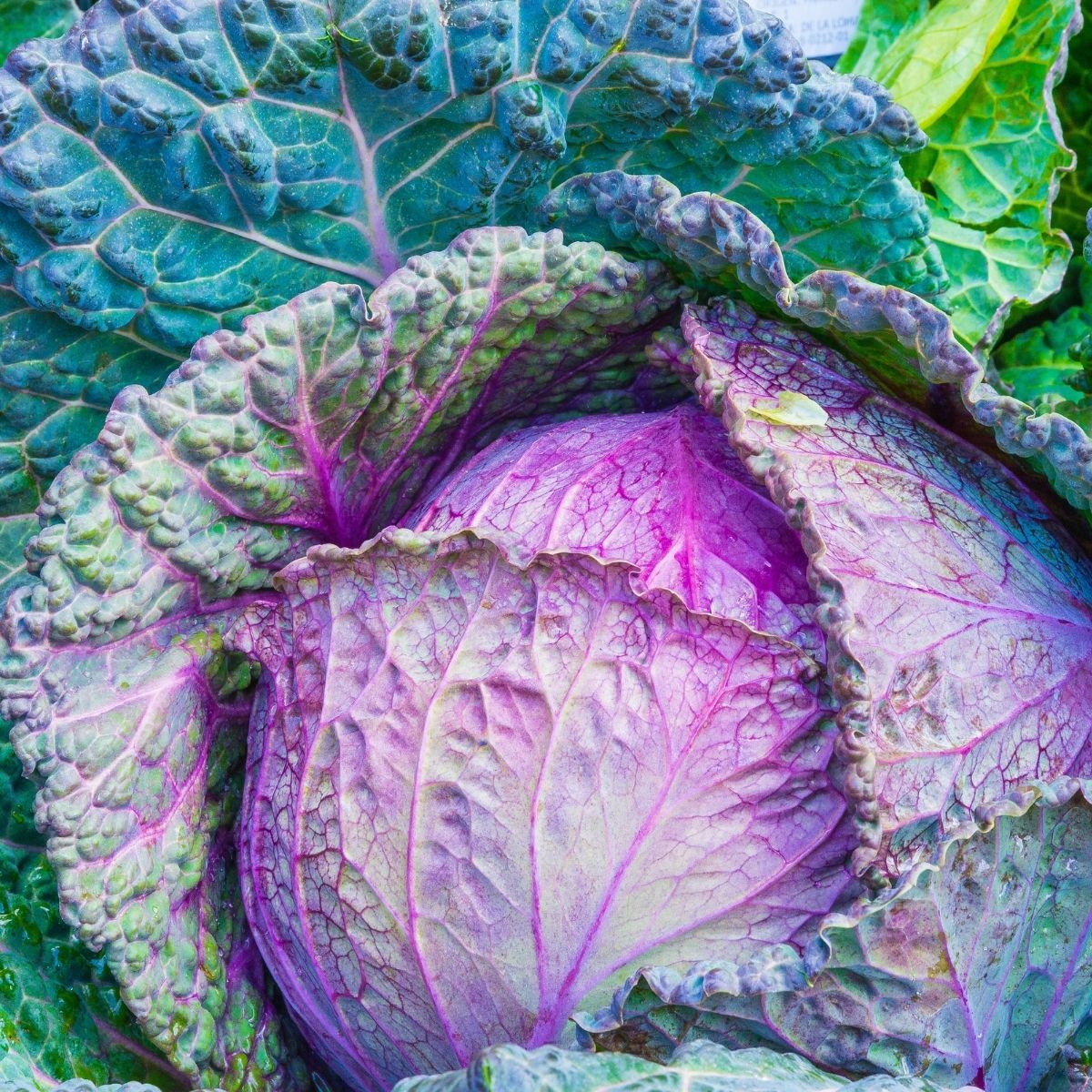 Savoy Cabbage Seeds - Heritage Violaceo Di Verona | 100 Seeds in Pictorial Packet With Growing Instructions | Always Dispatched Next Business Day