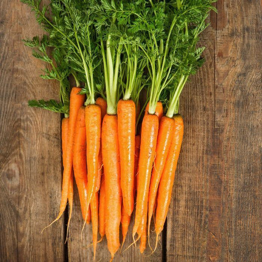 Carrot Seeds - Early Nantes | 700 Seeds in Pictorial Packet With Growing Instructions | Always Dispatched Next Business Day