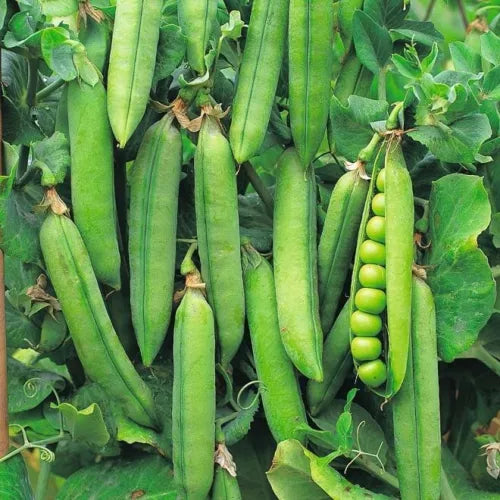 Early Onward Peas | Reliable Vegetable, Heavy Cropper, Fast Growing | 250 Pea Seeds in Pictorial Packet With Growing Instructions | Always Next Business Day Dispatch