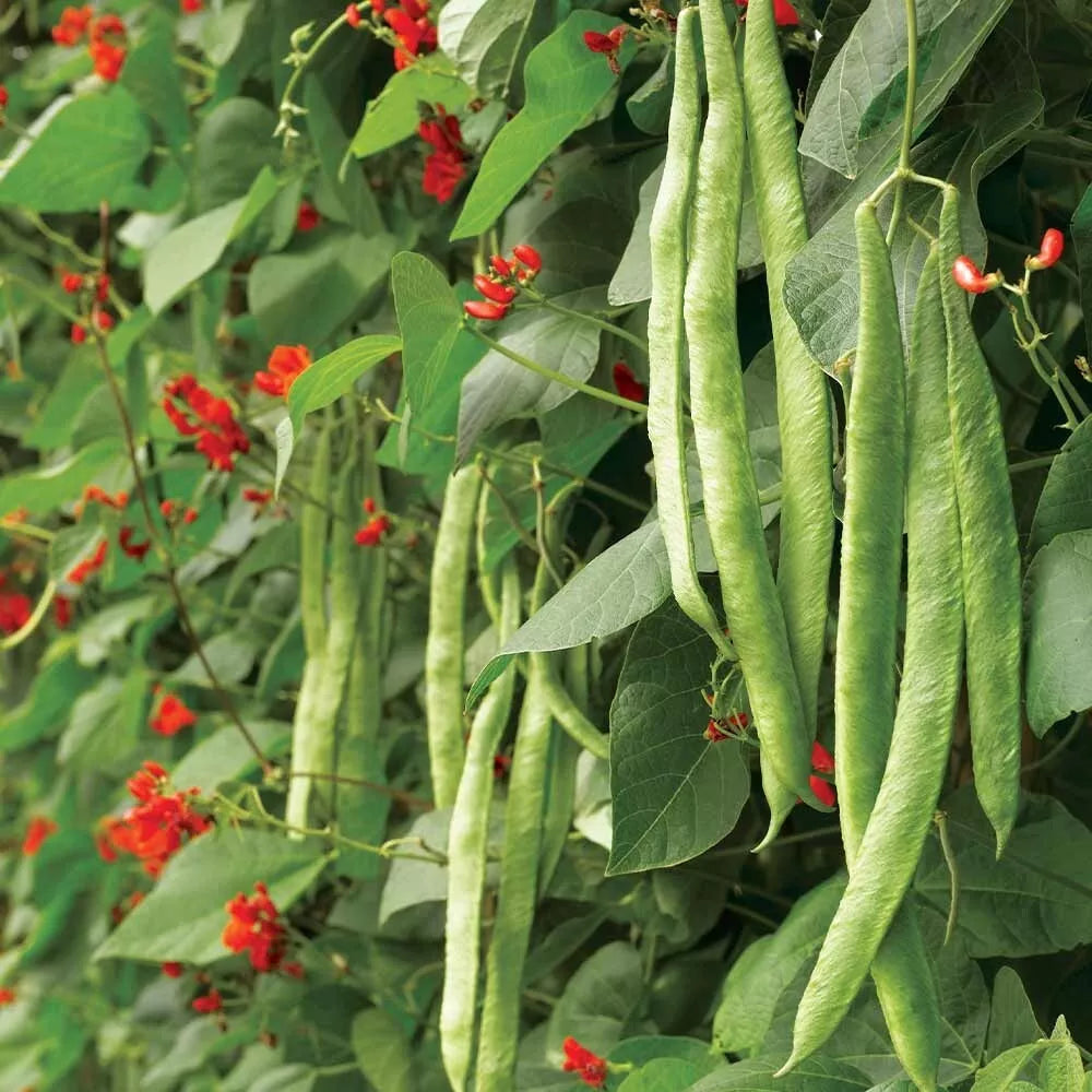 Runner Bean Vegetable Seeds | 20 Scarlet Emperor Heritage Vegetable Seeds in Pictorial Packet With Growing Instructions | Always Dispatched Next Business Day