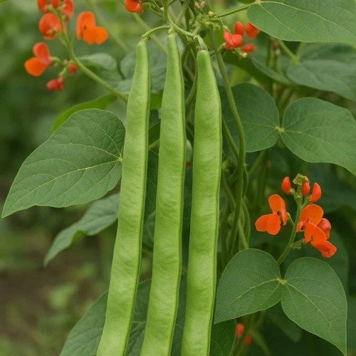 Runner Bean Vegetable Seeds | 20 Scarlet Emperor Heritage Vegetable Seeds in Pictorial Packet With Growing Instructions | Always Dispatched Next Business Day