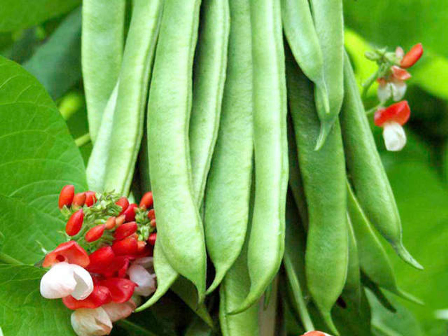 Enorma Runner Bean Seeds | 60 Seeds | Heritage Heavy Cropping Variety | In Pictorial Packet With Growing Instructions | Always Dispatched Next Business Day