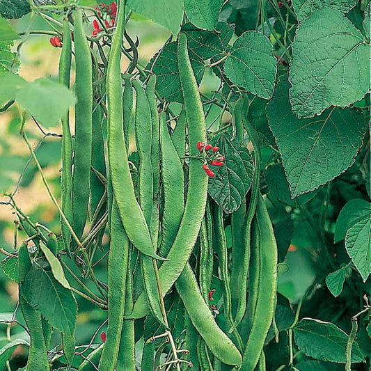 Enorma Runner Bean Seeds | 60 Seeds | Heritage Heavy Cropping Variety | In Pictorial Packet With Growing Instructions | Always Dispatched Next Business Day