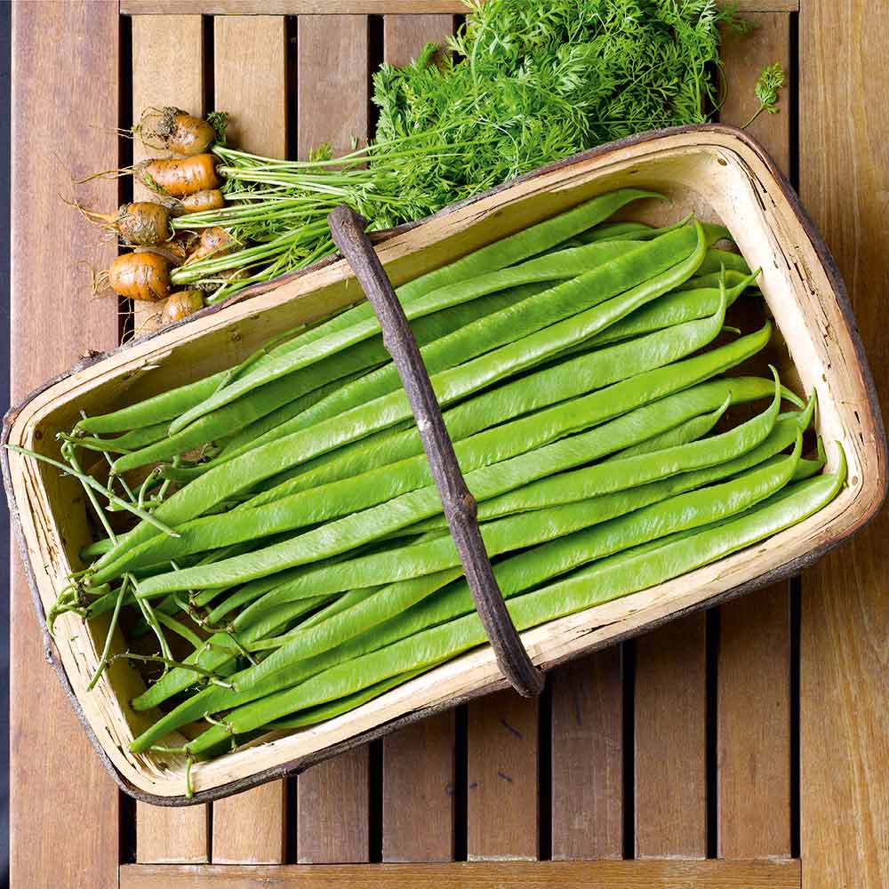 Enorma Runner Bean Seeds | 60 Seeds | Heritage Heavy Cropping Variety | In Pictorial Packet With Growing Instructions | Always Dispatched Next Business Day
