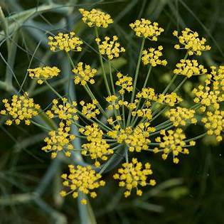 Fennel Seeds 'Foeniculum Vulgare' | Fennel Herb, Common Fennel | 230 Seeds in Pictorial Packet With Growing Instructions | Always Dispatched Next Business Day