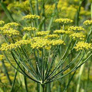Fennel Seeds 'Foeniculum Vulgare' | Fennel Herb, Common Fennel | 230 Seeds in Pictorial Packet With Growing Instructions | Always Dispatched Next Business Day